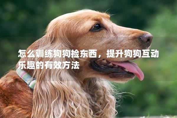 怎么训练狗狗捡东西，提升狗狗互动乐趣的有效方法