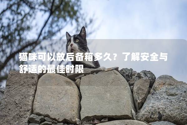 猫咪可以放后备箱多久？了解安全与舒适的最佳时限