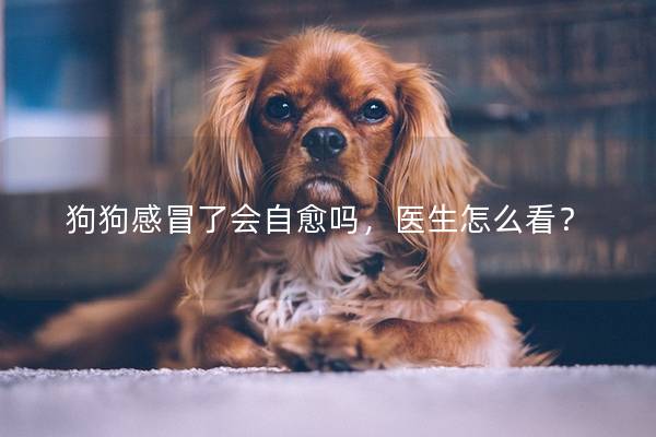 狗狗感冒了会自愈吗，医生怎么看？