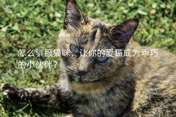 怎么驯服猫咪，让你的爱猫成为乖巧的小伙伴？