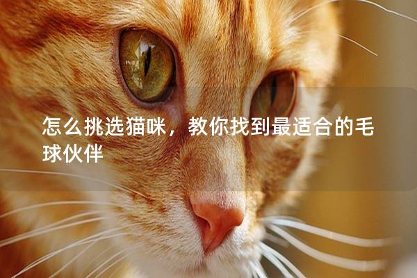 怎么挑选猫咪，教你找到最适合的毛球伙伴