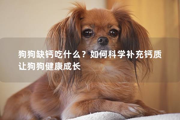 狗狗缺钙吃什么？如何科学补充钙质让狗狗健康成长