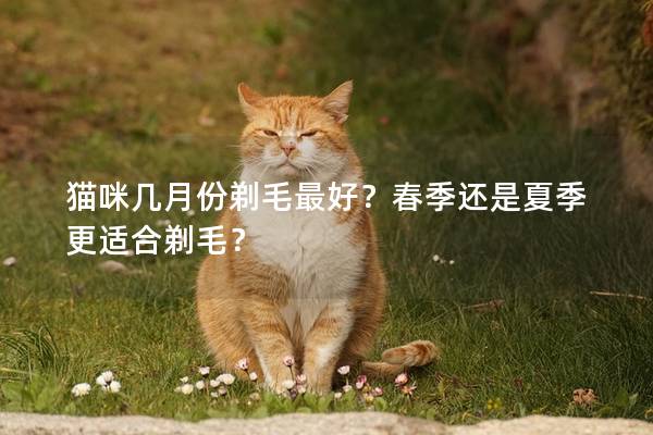 猫咪几月份剃毛最好？春季还是夏季更适合剃毛？