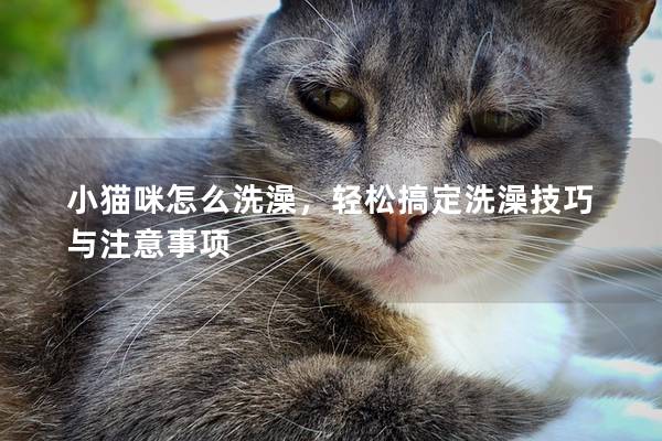 小猫咪怎么洗澡，轻松搞定洗澡技巧与注意事项