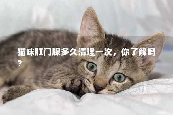 猫咪肛门腺多久清理一次，你了解吗？