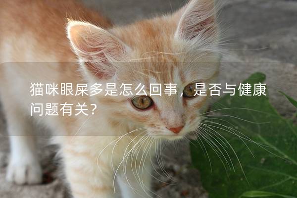 猫咪眼屎多是怎么回事，是否与健康问题有关？