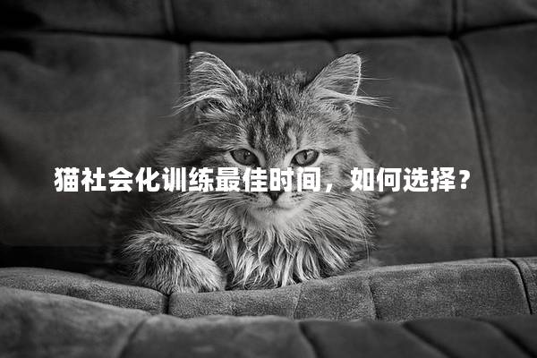 猫社会化训练最佳时间，如何选择？