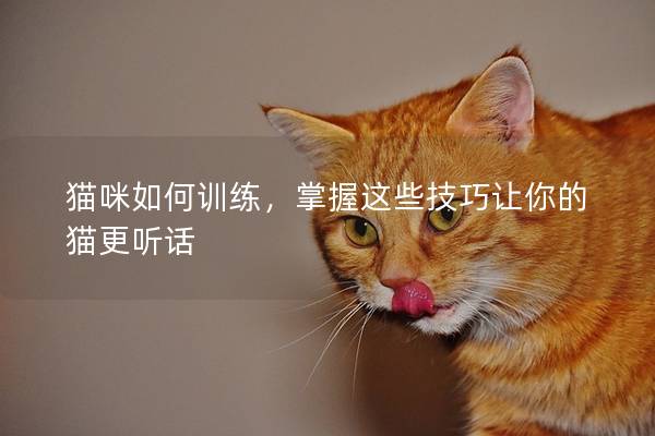 猫咪如何训练，掌握这些技巧让你的猫更听话