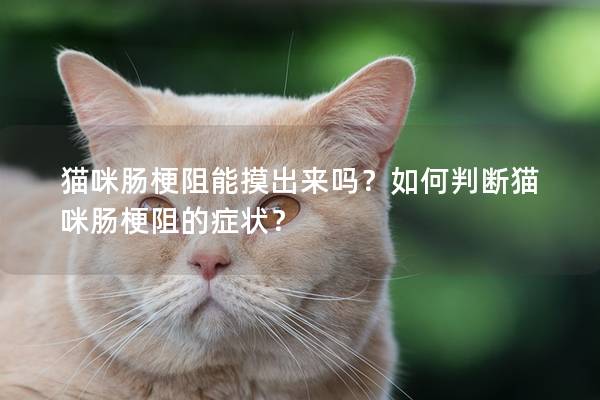 猫咪肠梗阻能摸出来吗？如何判断猫咪肠梗阻的症状？