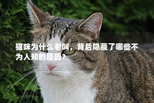 猫咪为什么老叫，背后隐藏了哪些不为人知的原因？