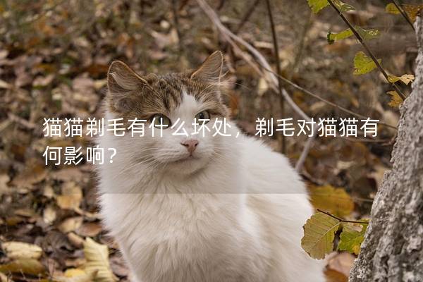 猫猫剃毛有什么坏处，剃毛对猫猫有何影响？