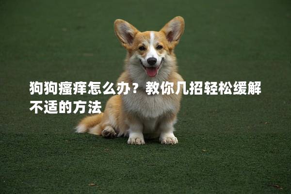 狗狗瘙痒怎么办？教你几招轻松缓解不适的方法