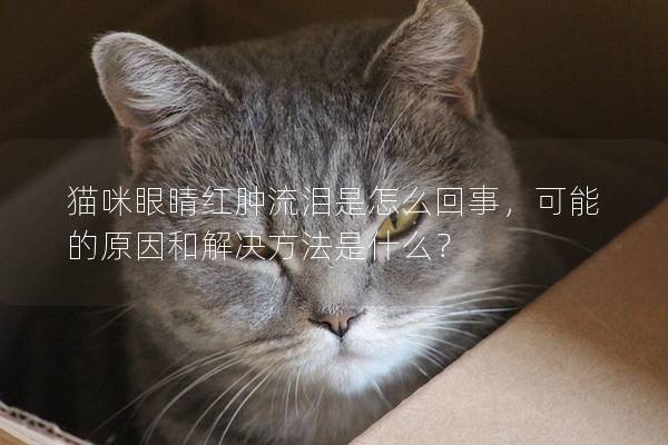 猫咪眼睛红肿流泪是怎么回事，可能的原因和解决方法是什么？