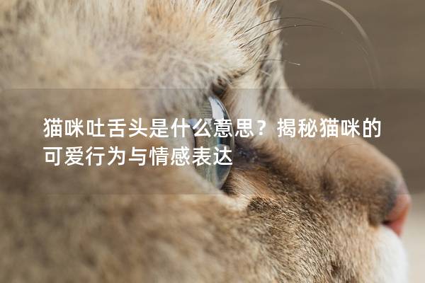 猫咪吐舌头是什么意思？揭秘猫咪的可爱行为与情感表达