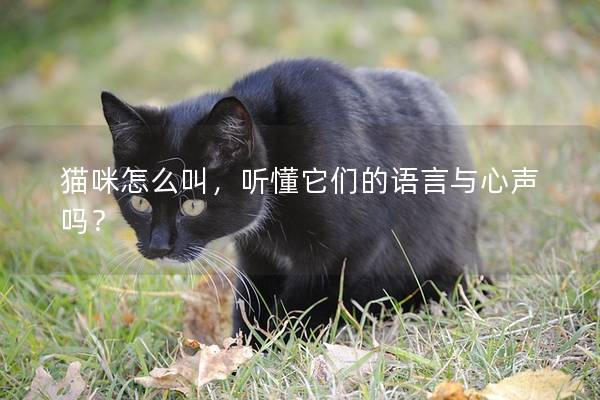 猫咪怎么叫，听懂它们的语言与心声吗？