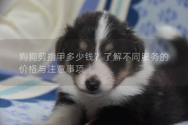 狗狗剪指甲多少钱？了解不同服务的价格与注意事项