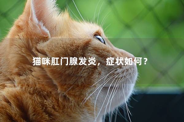 猫咪肛门腺发炎，症状如何？