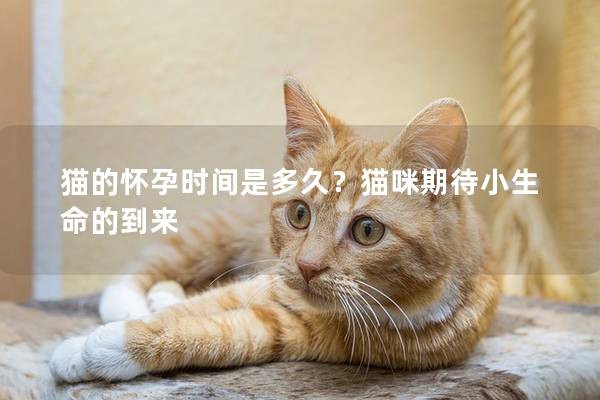 猫的怀孕时间是多久？猫咪期待小生命的到来