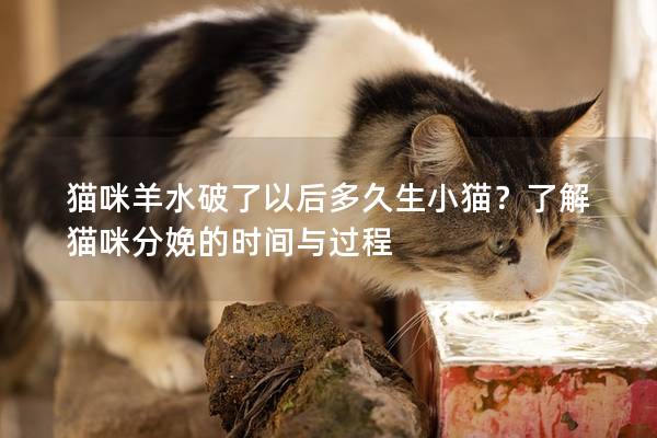 猫咪羊水破了以后多久生小猫？了解猫咪分娩的时间与过程