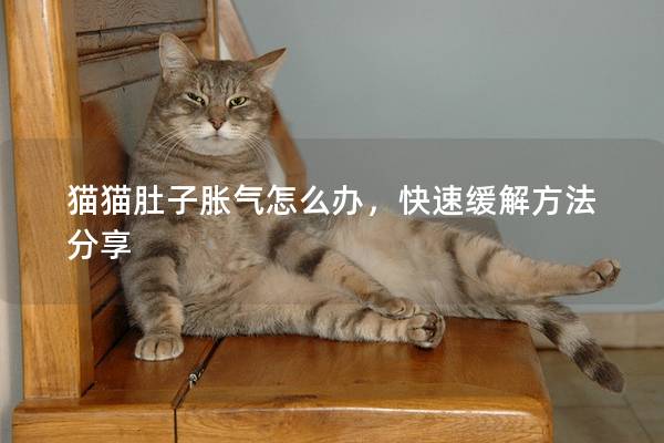 猫猫肚子胀气怎么办，快速缓解方法分享