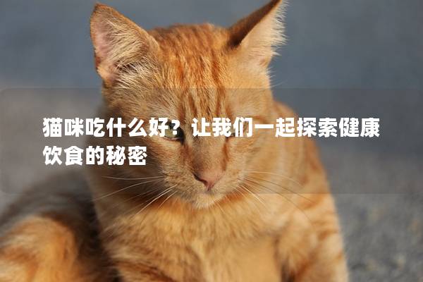 猫咪吃什么好？让我们一起探索健康饮食的秘密