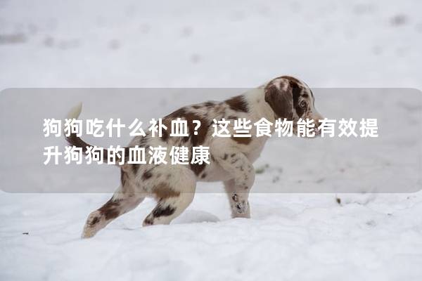 狗狗吃什么补血？这些食物能有效提升狗狗的血液健康