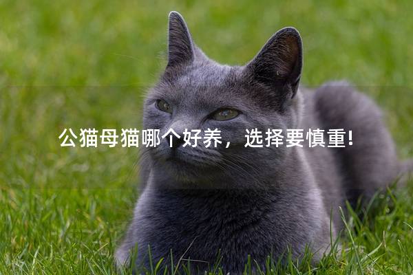 公猫母猫哪个好养，选择要慎重!