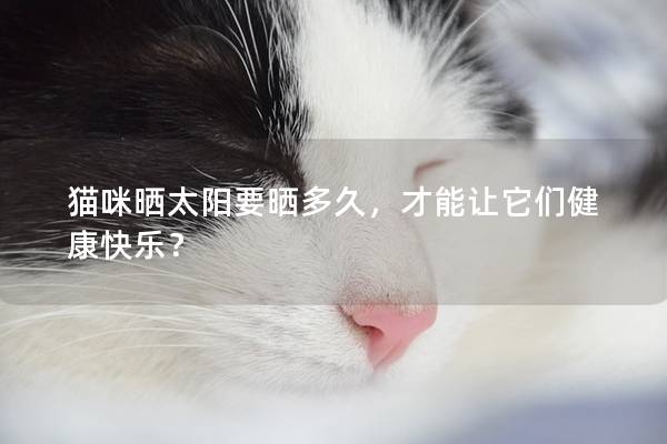 猫咪晒太阳要晒多久，才能让它们健康快乐？