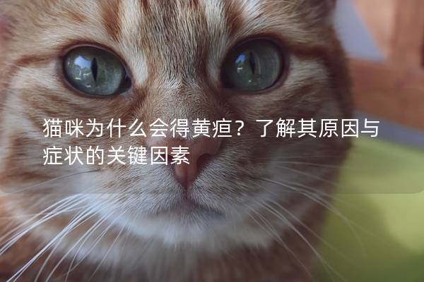 猫咪为什么会得黄疸？了解其原因与症状的关键因素