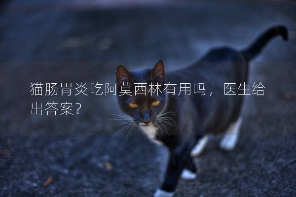 猫肠胃炎吃阿莫西林有用吗，医生给出答案？