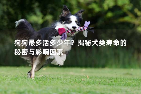 狗狗最多活多少年？揭秘犬类寿命的秘密与影响因素