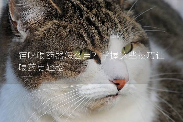 猫咪喂药器怎么用？掌握这些技巧让喂药更轻松