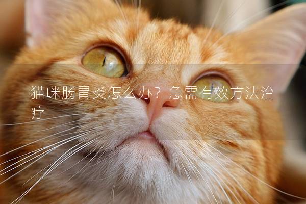 猫咪肠胃炎怎么办？急需有效方法治疗