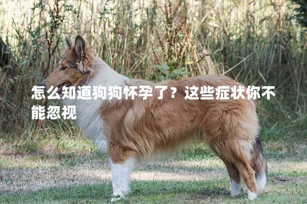 怎么知道狗狗怀孕了？这些症状你不能忽视