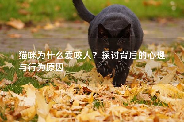 猫咪为什么爱咬人？探讨背后的心理与行为原因