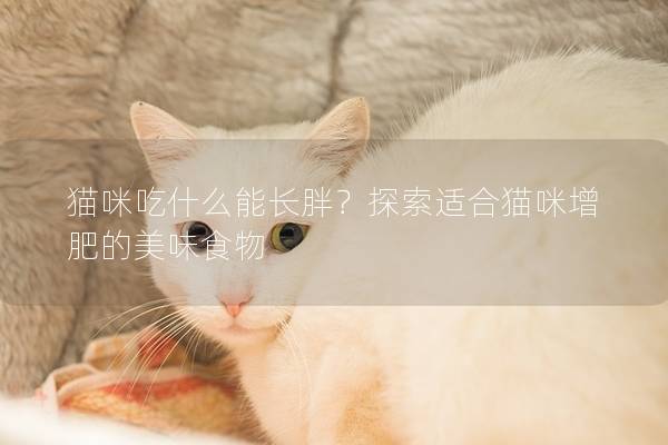 猫咪吃什么能长胖？探索适合猫咪增肥的美味食物