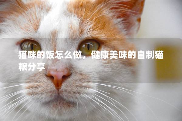 猫咪的饭怎么做，健康美味的自制猫粮分享