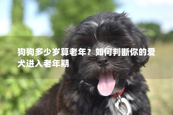 狗狗多少岁算老年？如何判断你的爱犬进入老年期