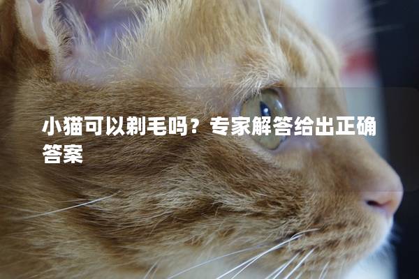 小猫可以剃毛吗？专家解答给出正确答案