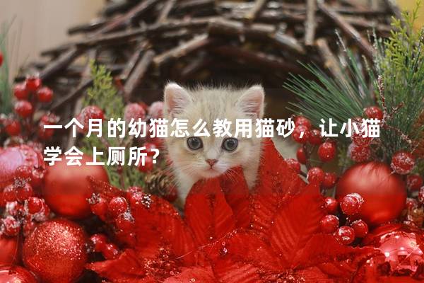 一个月的幼猫怎么教用猫砂，让小猫学会上厕所？