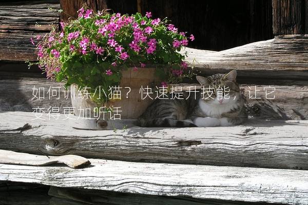 如何训练小猫？快速提升技能，让它变得更加听话