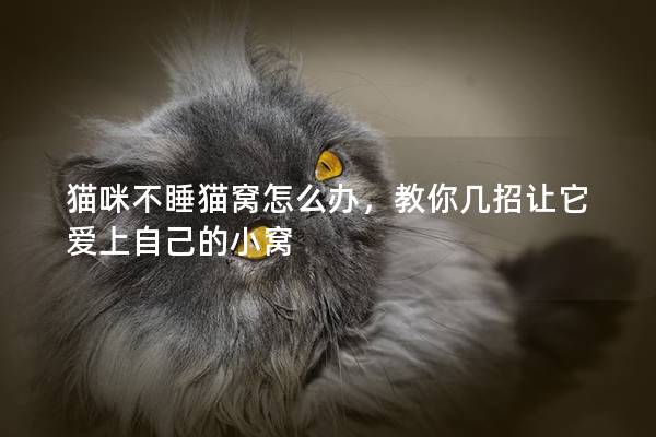 猫咪不睡猫窝怎么办，教你几招让它爱上自己的小窝