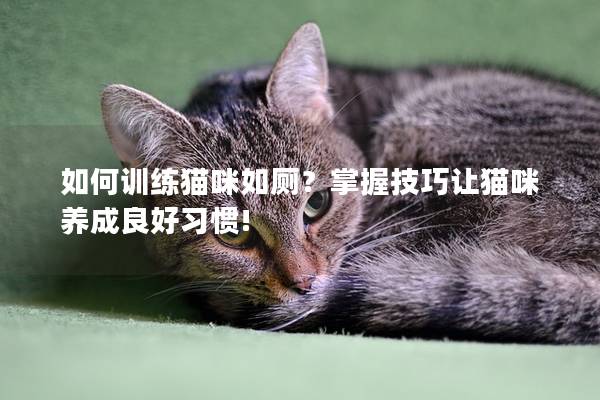 如何训练猫咪如厕？掌握技巧让猫咪养成良好习惯!