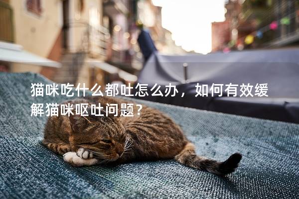 猫咪吃什么都吐怎么办，如何有效缓解猫咪呕吐问题？