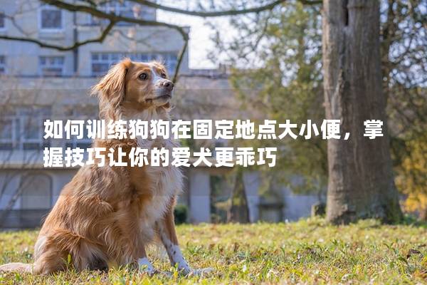 如何训练狗狗在固定地点大小便，掌握技巧让你的爱犬更乖巧