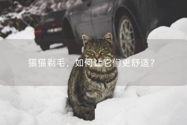 猫猫剃毛，如何让它们更舒适？