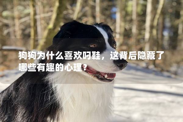 狗狗为什么喜欢叼鞋，这背后隐藏了哪些有趣的心理？