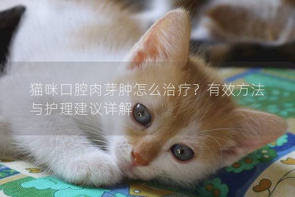 猫咪口腔肉芽肿怎么治疗？有效方法与护理建议详解