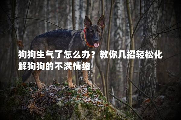 狗狗生气了怎么办？教你几招轻松化解狗狗的不满情绪