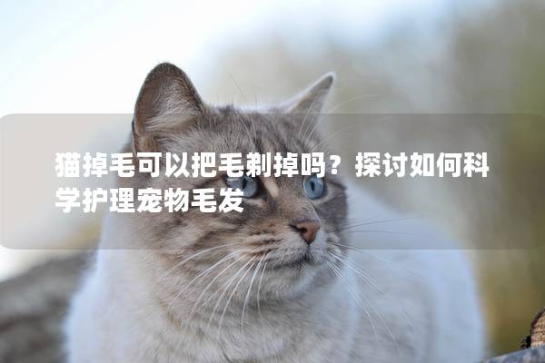 猫掉毛可以把毛剃掉吗？探讨如何科学护理宠物毛发